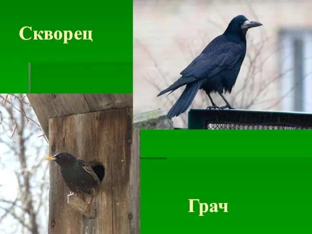 Скворец Грач