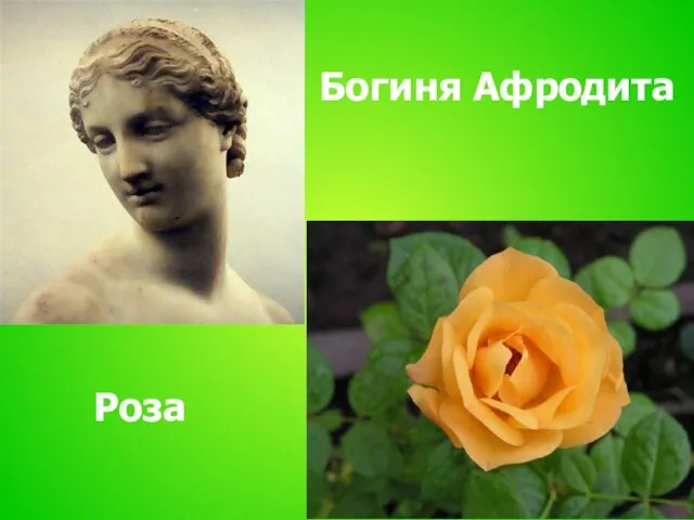 Богиня Афродита Роза
