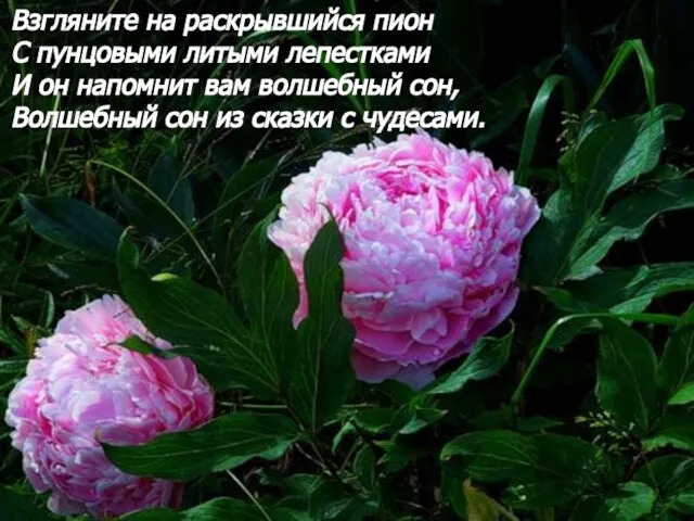 Взгляните на раскрывшийся пион С пунцовыми литыми лепестками И он напомнит