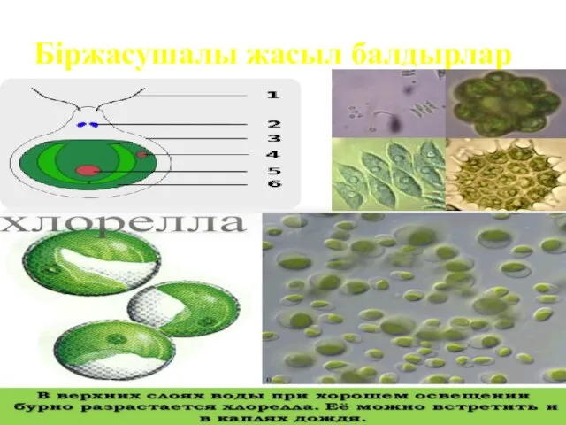 Біржасушалы жасыл балдырлар