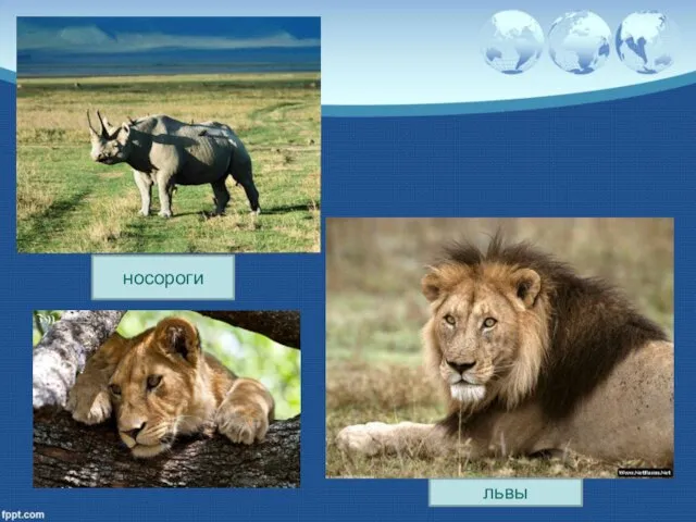 носороги львы