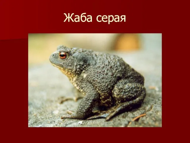 Жаба серая