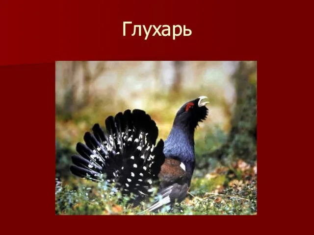 Глухарь