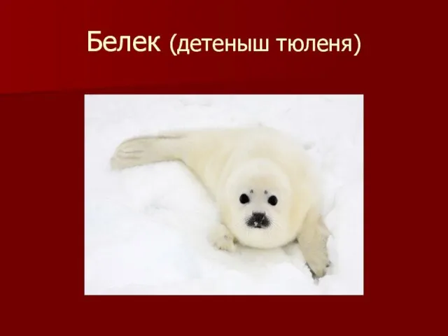 Белек (детеныш тюленя)