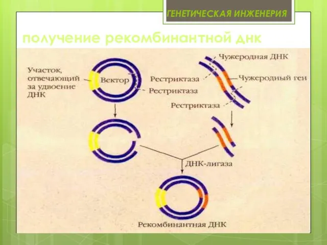 Генетическая инженерия получение рекомбинантной днк