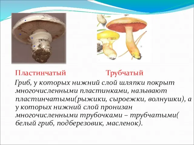 Пластинчатый Трубчатый Гриб, у которых нижний слой шляпки покрыт многочисленными пластинками,