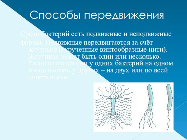 Способы передвижения Среди бактерий есть подвижные и неподвижные формы. Подвижные передвигаются