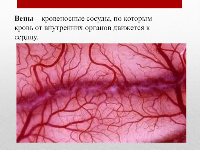 Вены – кровеносные сосуды, по которым кровь от внутренних органов движется к сердцу.