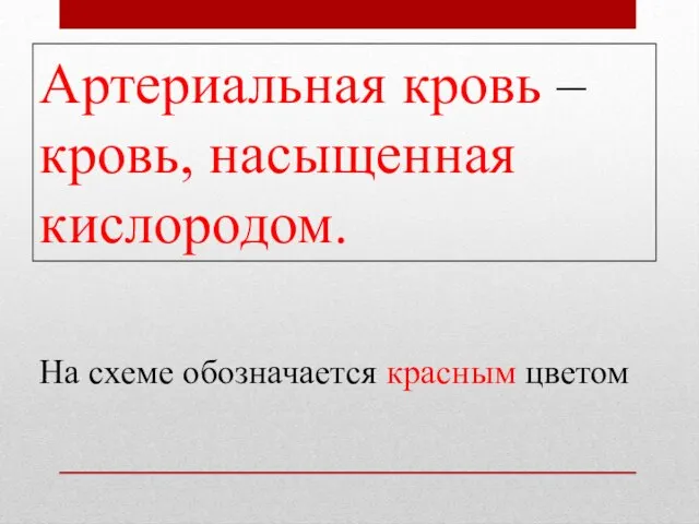 Артериальная кровь – кровь, насыщенная кислородом. На схеме обозначается красным цветом