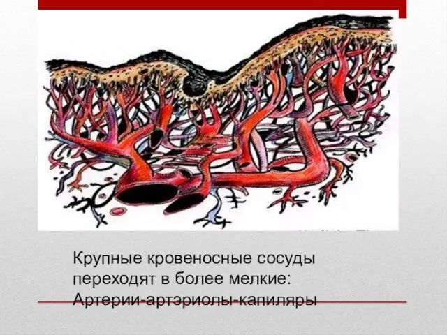 Крупные кровеносные сосуды переходят в более мелкие: Артерии-артэриолы-капиляры