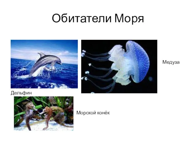Обитатели Моря Дельфин Медуза Морской конёк
