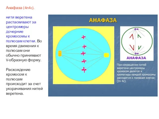 Анафаза (4n4c). нити веретена растаскивают за центромеры дочерние хромосомы к полюсам