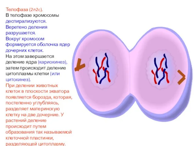 Телофаза (2n2c). В телофазе хромосомы деспирализуются. Веретено деления разрушается. Вокруг хромосом