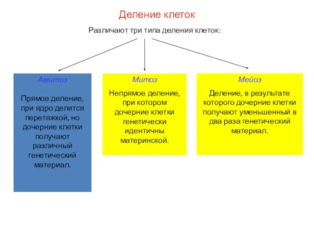 Деление клеток Различают три типа деления клеток: Амитоз Прямое деление, при