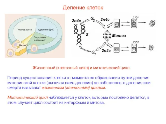 Деление клеток Жизненный (клеточный цикл) и митотический цикл. Период существования клетки