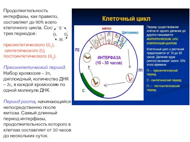 Продолжительность интерфазы, как правило, составляет до 90% всего клеточного цикла. Состоит