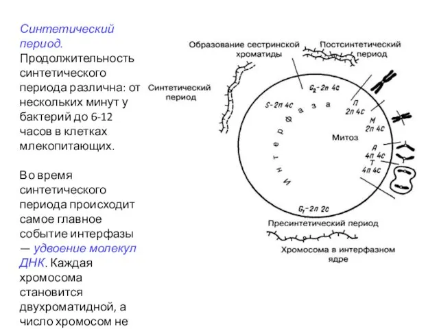 Синтетический период. Продолжительность синтетического периода различна: от нескольких минут у бактерий