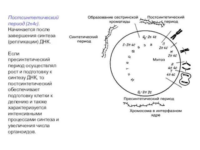 Постсинтетический период (2n4c). Начинается после завершения синтеза (репликации) ДНК. Если пресинтетический