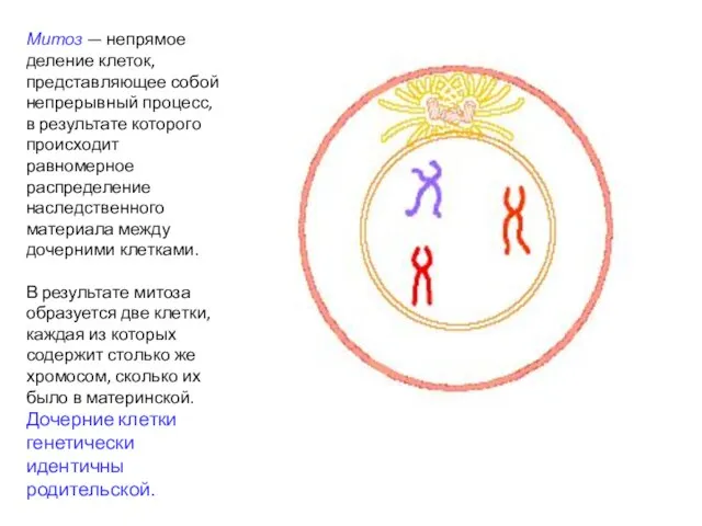 Митоз — непрямое деление клеток, представляющее собой непрерывный процесс, в результате