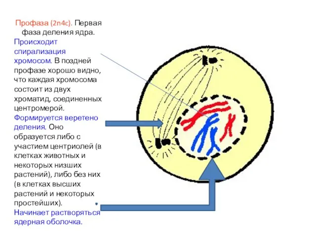 Профаза (2n4c). Первая фаза деления ядра. Происходит спирализация хромосом. В поздней