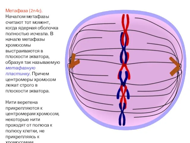 Метафаза (2n4c). Началом метафазы считают тот момент, когда ядерная оболочка полностью