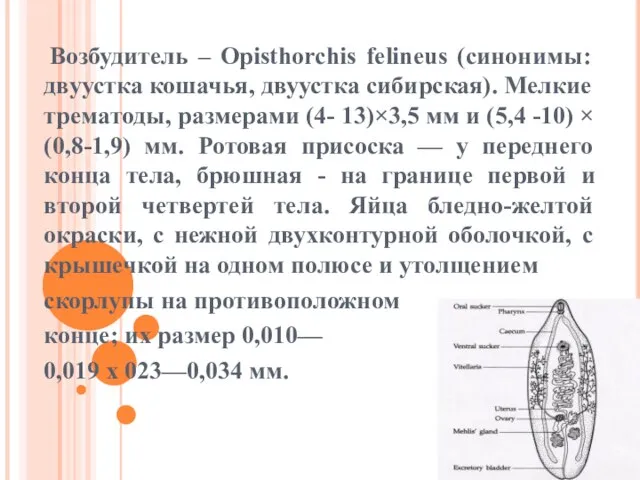 Возбудитель – Opisthorchis felineus (синонимы: двуустка кошачья, двуустка сибирская). Мелкие трематоды,