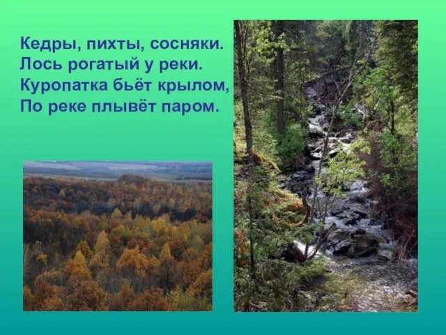 Кедры, пихты, сосняки. Лось рогатый у реки. Куропатка бьёт крылом, По реке плывёт паром.