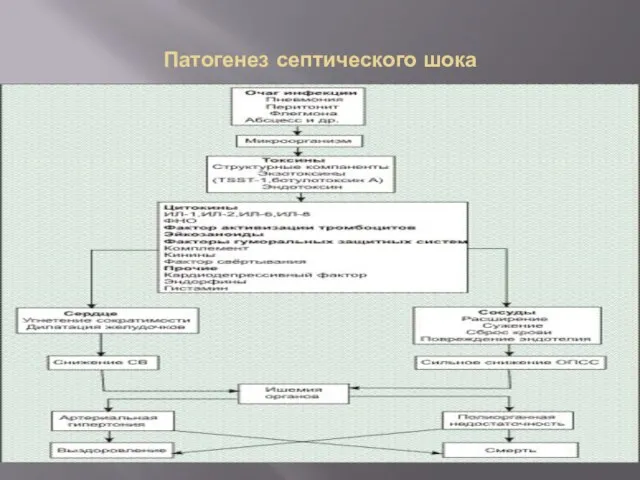 Патогенез септического шока