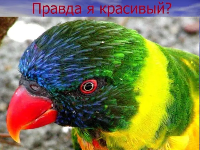 Правда я красивый?