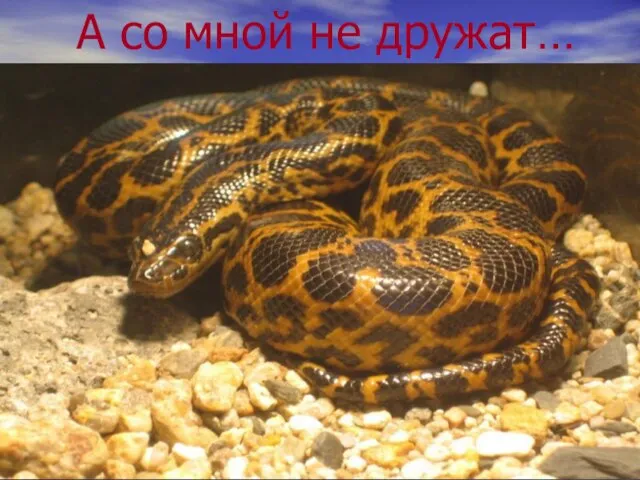 А со мной не дружат…