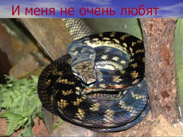 И меня не очень любят