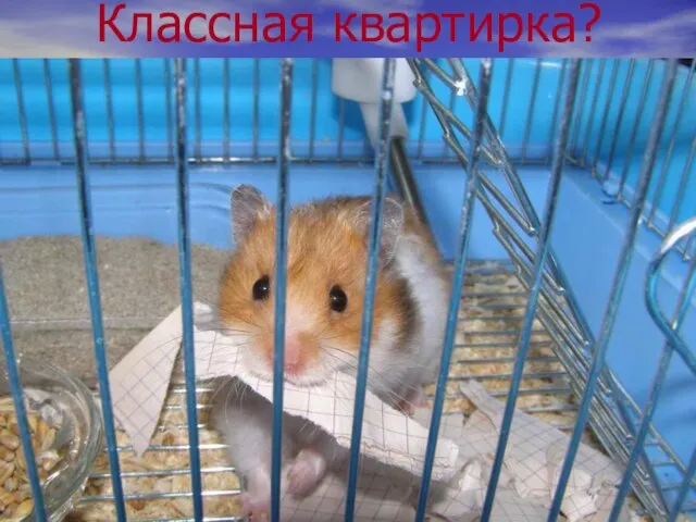 Классная квартирка?