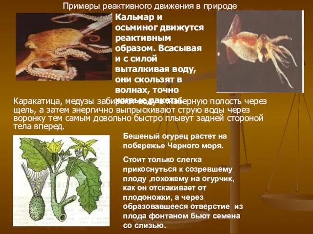 Кальмар и осьминог движутся реактивным образом. Всасывая и с силой выталкивая