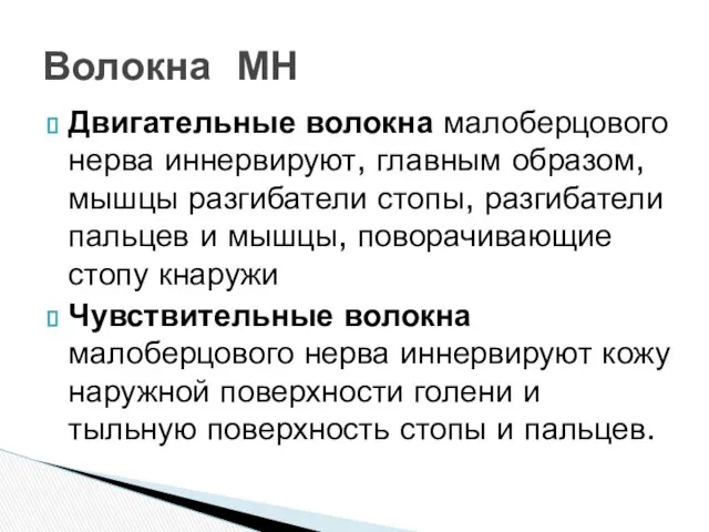 Двигательные волокна малоберцового нерва иннервируют, главным образом, мышцы разгибатели стопы, разгибатели