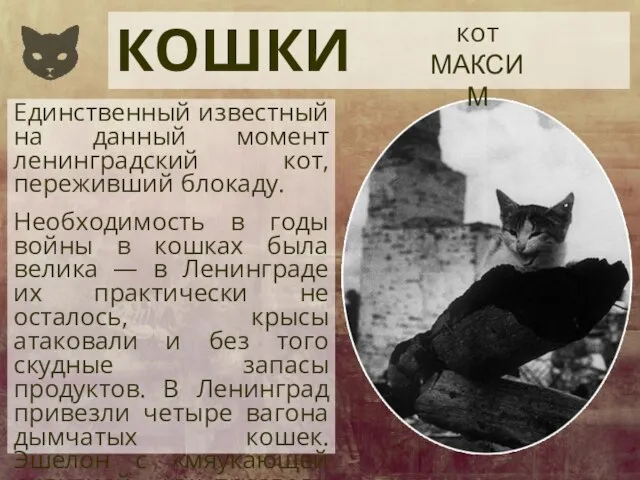 КОШКИ кот МАКСИМ Единственный известный на данный момент ленинградский кот, переживший