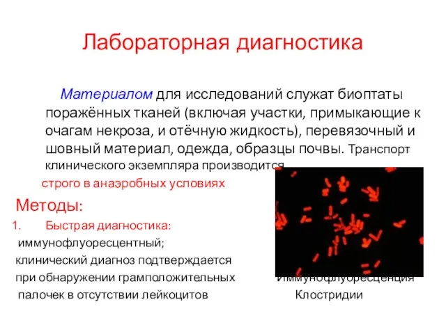 Лабораторная диагностика Материалом для исследований служат биоптаты поражённых тканей (включая участки,