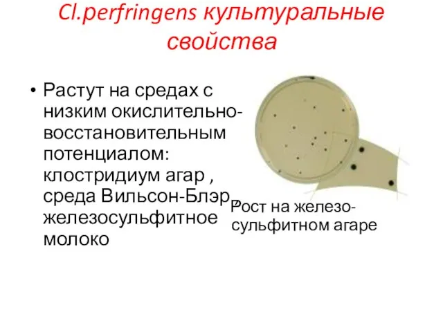 Растут на средах с низким окислительно-восстановительным потенциалом: клостридиум агар , среда