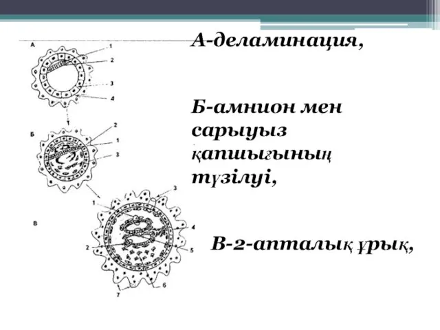 А-деламинация, Б-амнион мен сарыуыз қапшығының түзілуі, В-2-апталық ұрық,