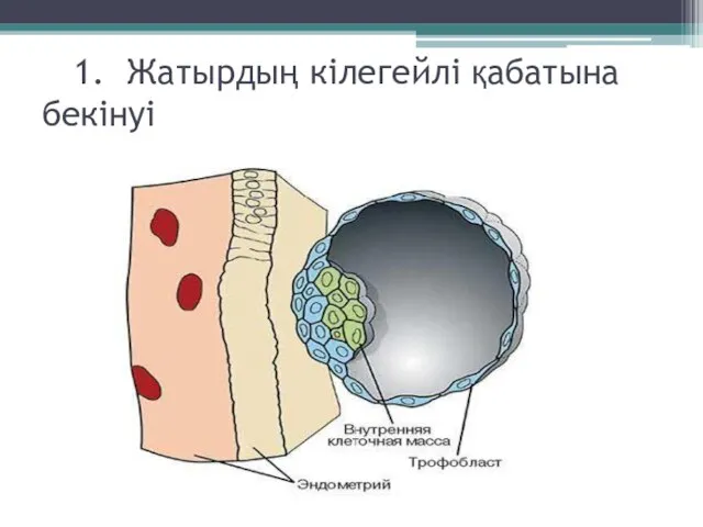 1. Жатырдың кілегейлі қабатына бекінуі