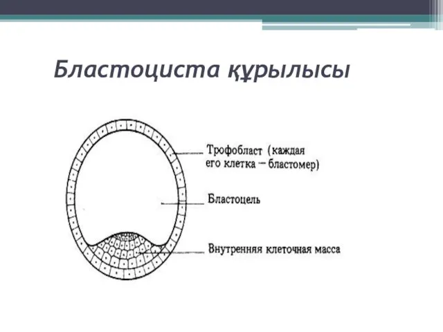 Бластоциста құрылысы