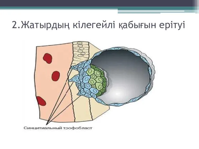 2.Жатырдың кілегейлі қабығын ерітуі