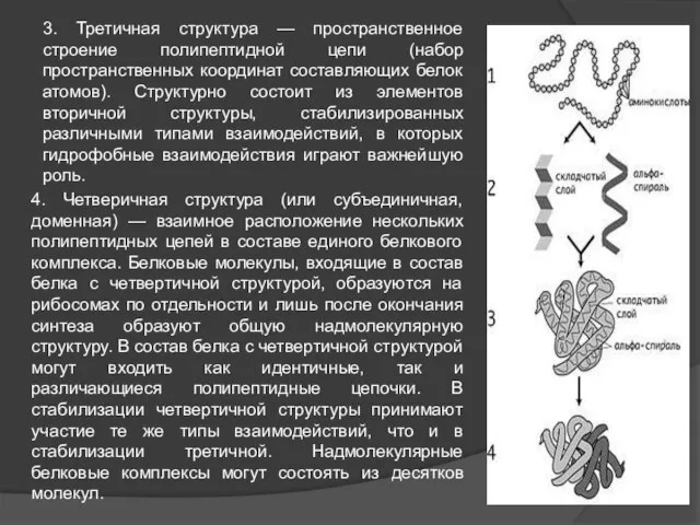 3. Третичная структура — пространственное строение полипептидной цепи (набор пространственных координат