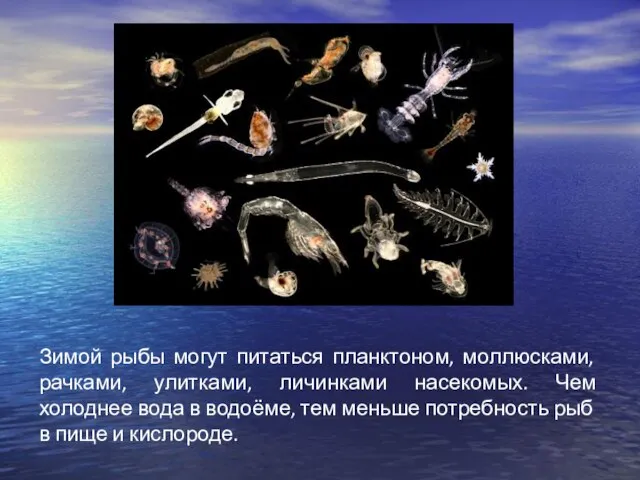 Зимой рыбы могут питаться планктоном, моллюсками, рачками, улитками, личинками насекомых. Чем