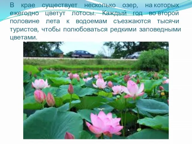 В крае существует несколько озер, на которых ежегодно цветут лотосы. Каждый
