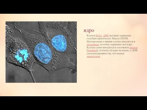 ядро Клетки HeLa, ДНК которых окрашена голубым красителем Хёхста 33258. Центральная