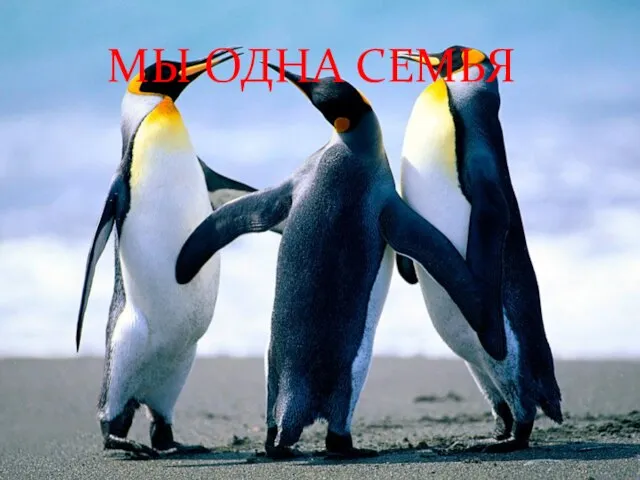 МЫ ОДНА СЕМЬЯ