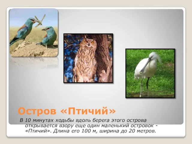 Остров «Птичий» В 10 минутах ходьбы вдоль берега этого острова открывается