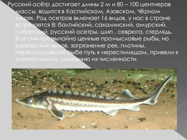 Русский осётр достигает длины 2 м и 80 – 100 центнеров