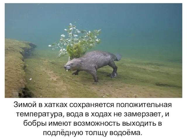 Зимой в хатках сохраняется положительная температура, вода в ходах не замерзает,