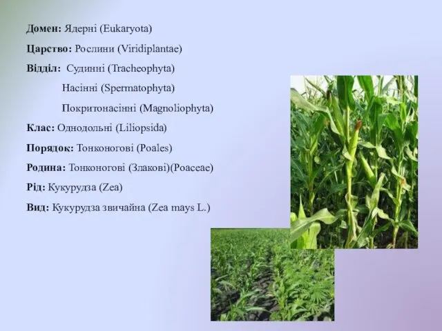 Домен: Ядерні (Eukaryota) Царство: Рослини (Viridiplantae) Відділ: Судинні (Tracheophyta) Насінні (Spermatophyta)